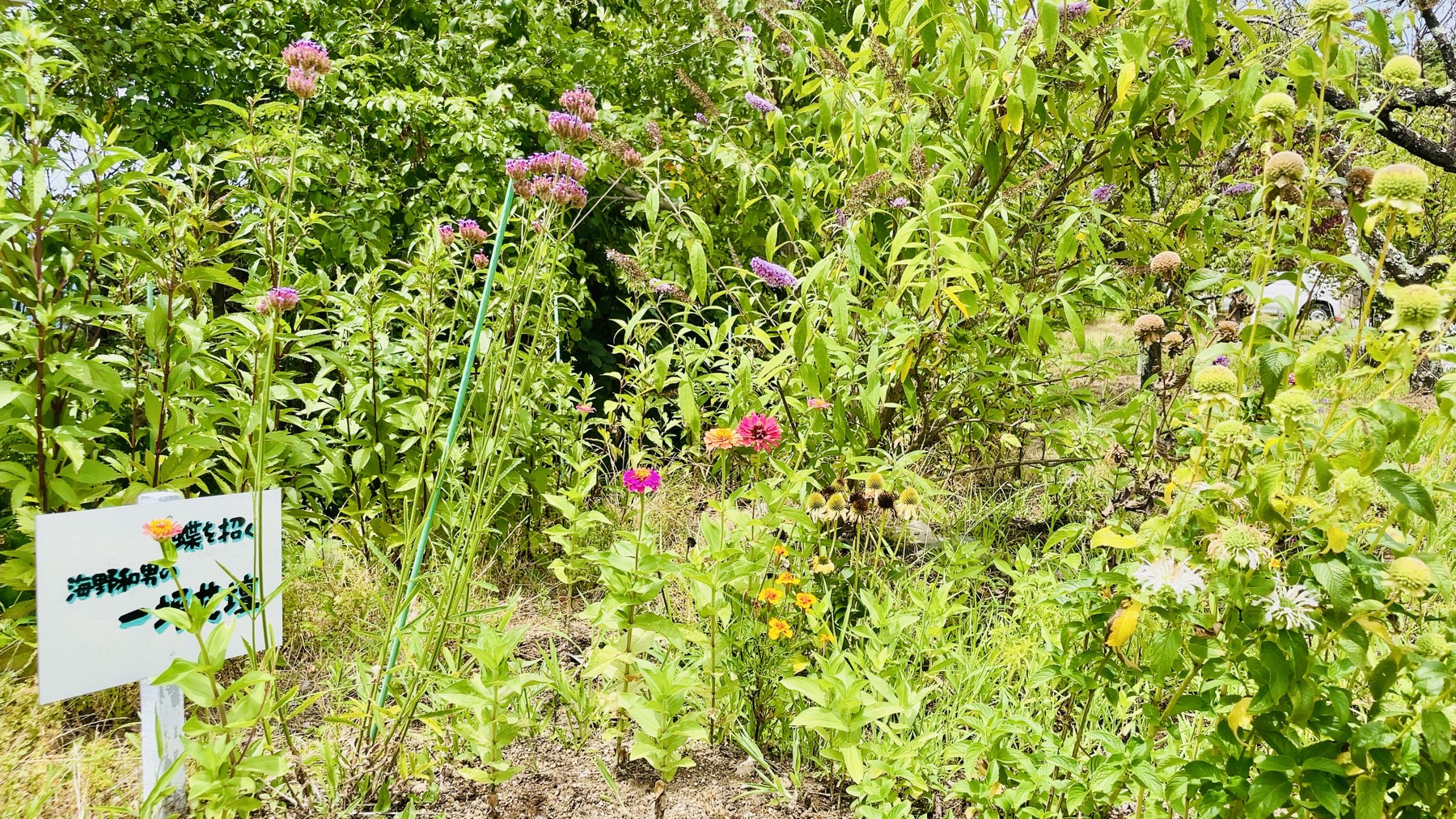 Kazuo Unno's small butterfly garden beside the museum entrance